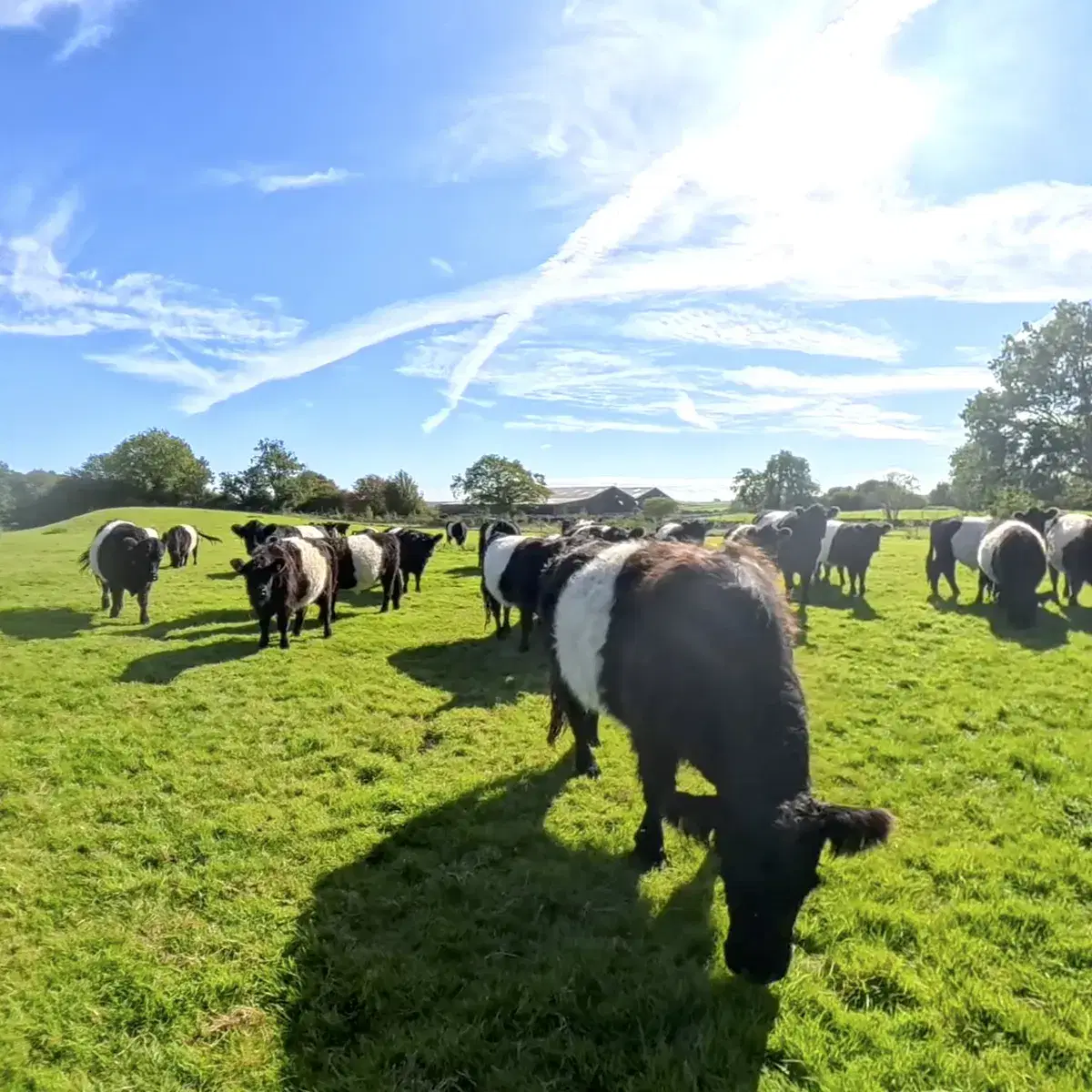 Bringing in the Belted Galloways
