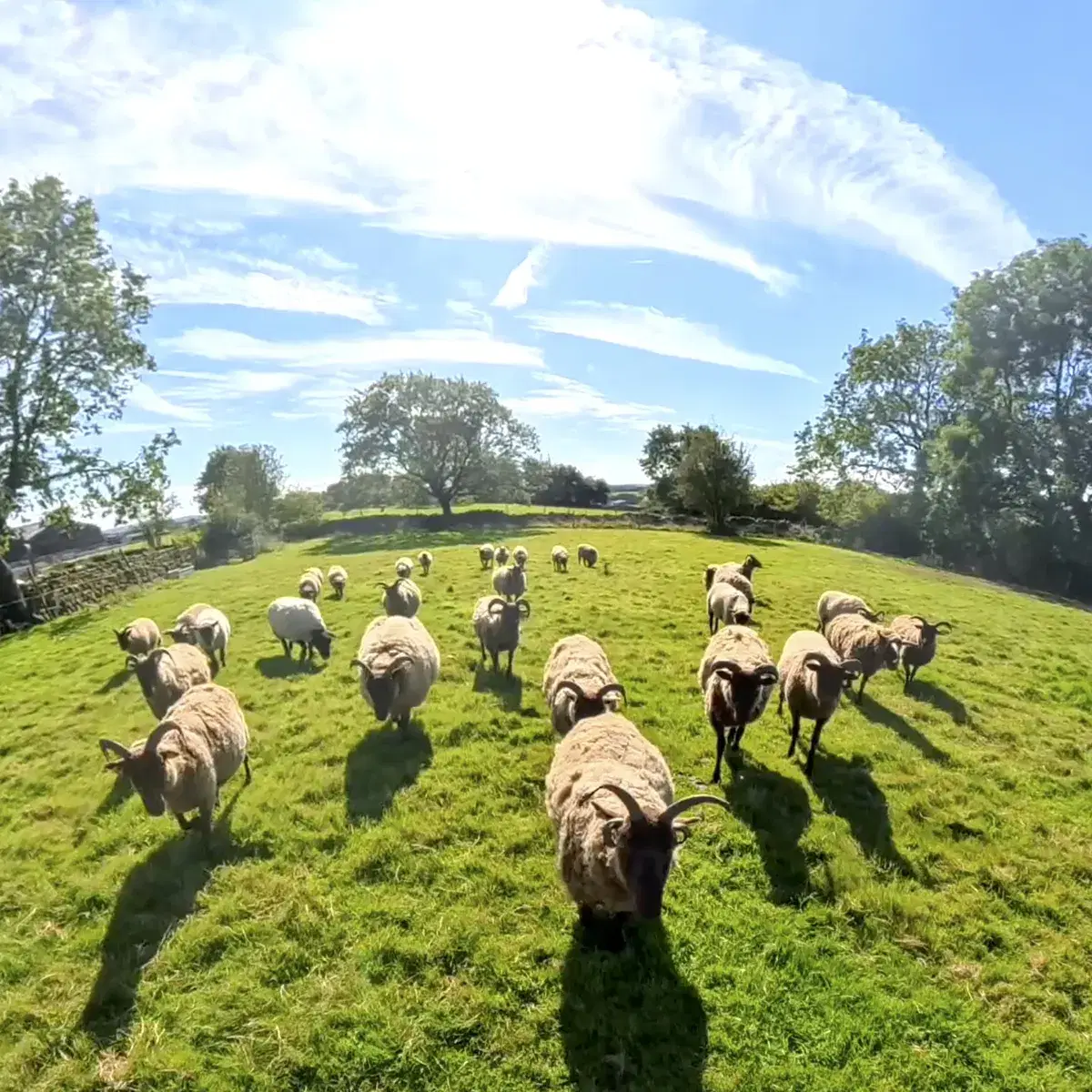 Bringing in the Manx Loaghtan