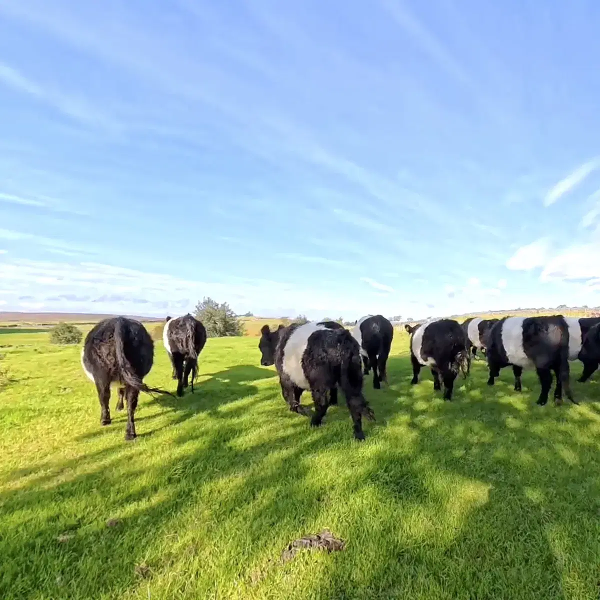 Moving the Belted Galloways