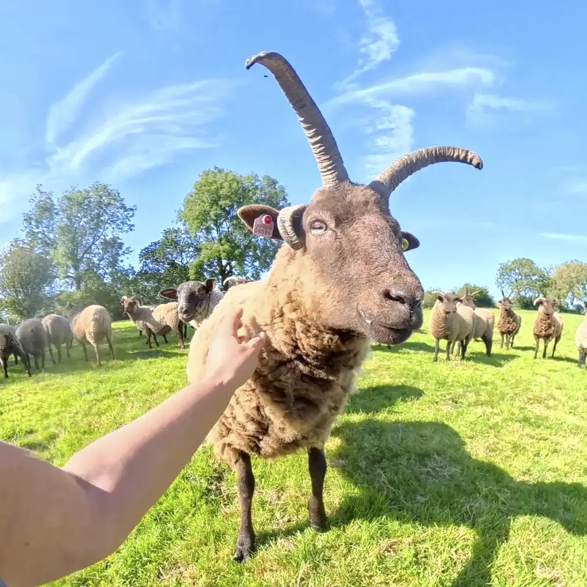 One of our friendly Manx Loaghtan